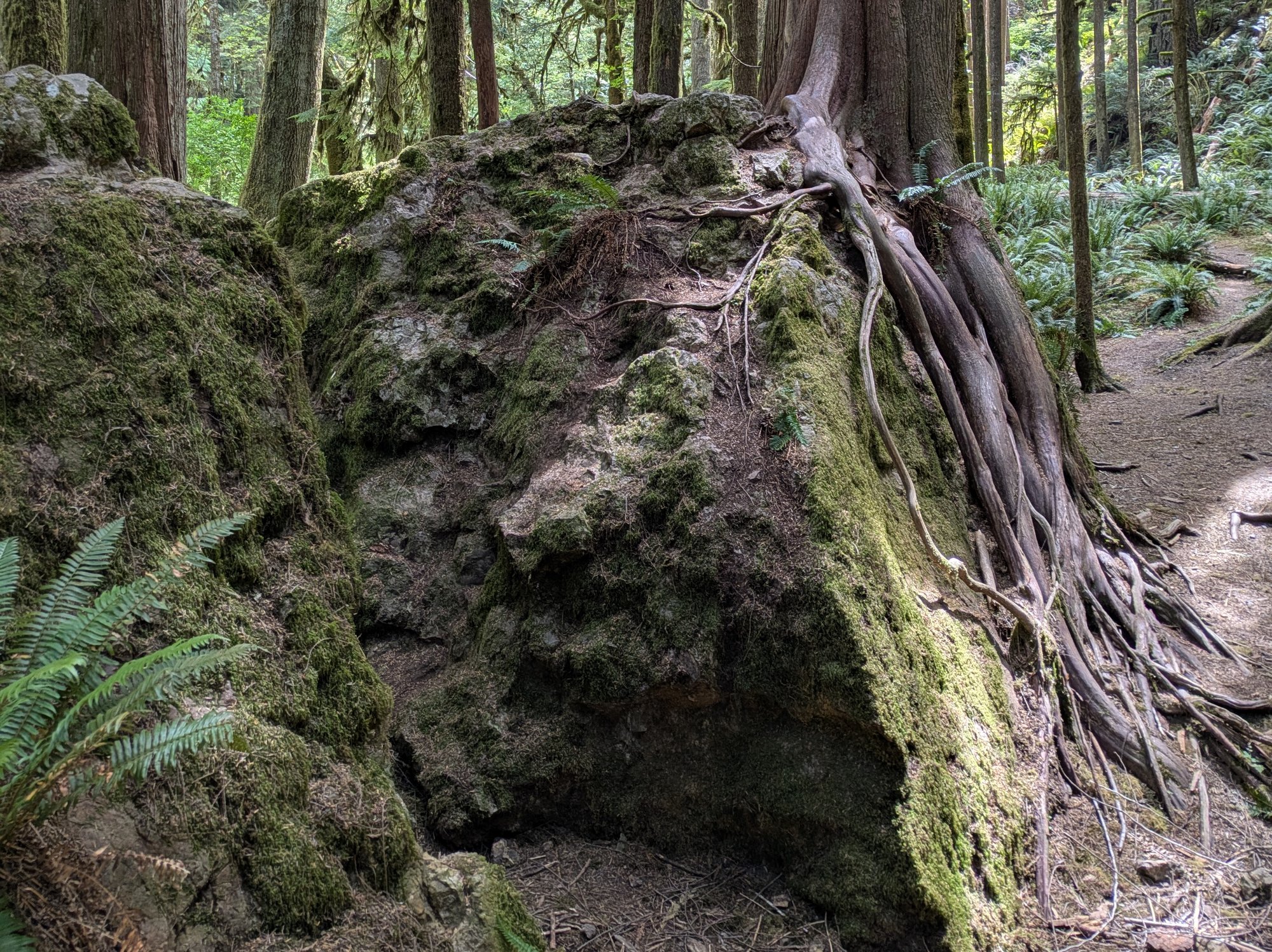 A western red cedar in an Olympic Peninsula old-growth forest, its roots wrapped down and around the mossy boulder it grows from, gripping the rock on every side, with sword ferns and a dirt trail below and tall mossy trunks behind. Photo by the author.