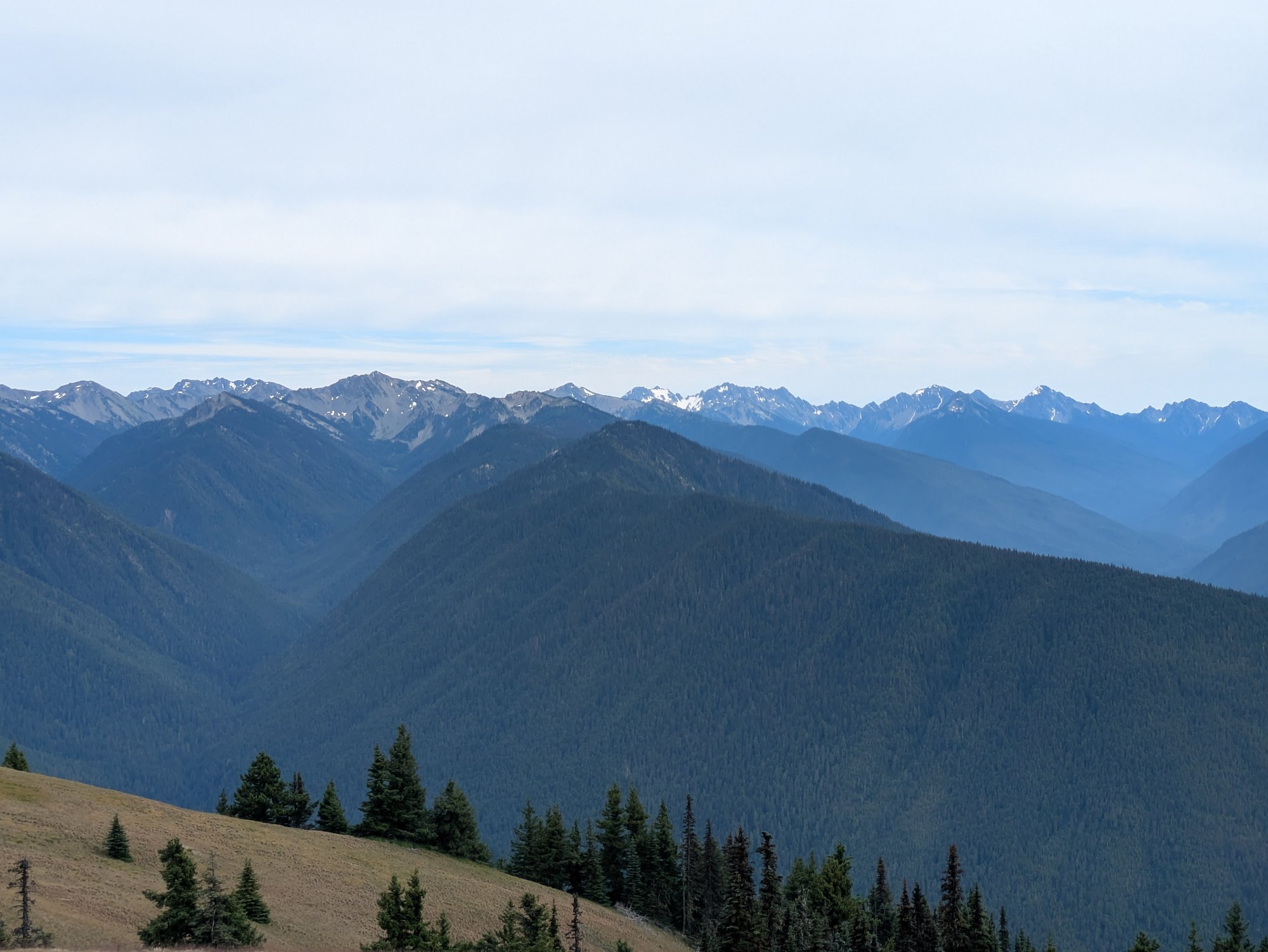 A panorama of the Olympic Mountains from Hurricane Ridge in July: layered forested ridges receding into blue haze, snow still holding on the highest peaks, subalpine firs and dry meadow grass in the foreground.